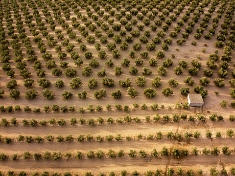 Fototapeta Aerial view of olive trees, Andalusia