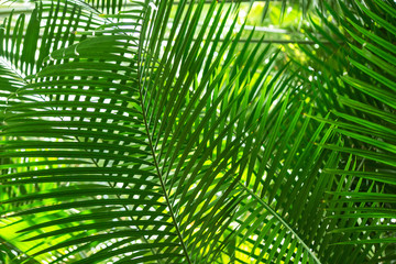 Several green palm leaves lighten with the sun, one behind another, form a checked pattern, or ornamental background. A conservatory of the botanical garden in St Petersburg, Russia