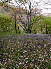 Fototapeta premium 吉野山の桜