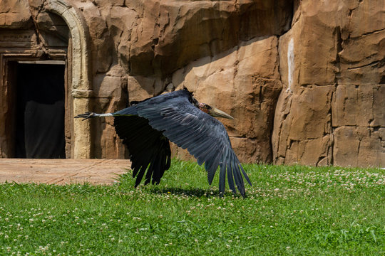 il maribu in volo radente