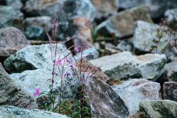 Schönes Seeufer im Saarland