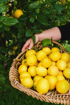 picking lemons off a tree