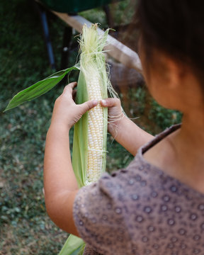 Little girl husking an ear of corn
