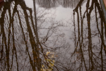 Fototapeta premium naturaleza otoñal