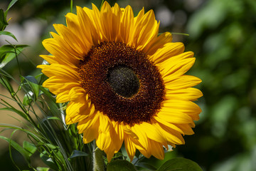 Sonnenblume (Helianthus annuus)
