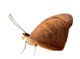 A male Grecian shoemaker, blue-frosted banner or stoplight Catone butterfly, Catonephele numilia sits with closed wings brown from underside and a rolled orange proboscis. Isolated on white background