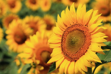 Obraz premium sunflower / 北竜町のひまわり