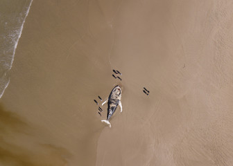 Aerial view of a beached whale surrounded by people
