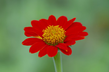 Mexican sunflower on green background