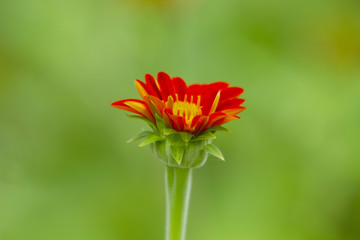 Young mexican sunflower on green background