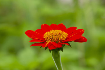 Mexican sunflower on green background.