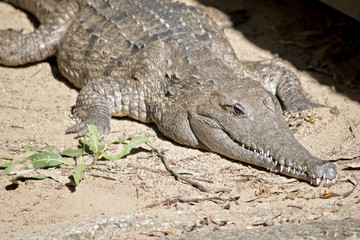 fresh water crocodile