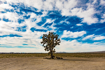 joshua tree
