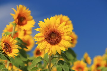 sunflower / 北竜町のひまわり