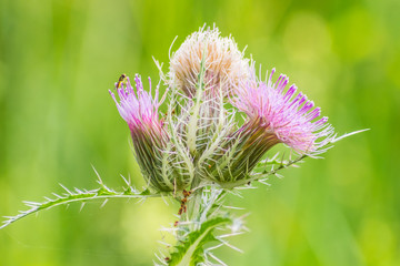 Thistle