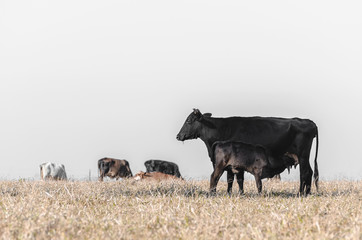Black cow breastfeeding a little calf on a drought pasture of a farm and other cows unfocused on background. Suckling calf.