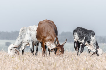 Three cows grazing. Cows of a farm eating grass of the field. Drought pasture.