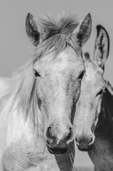 Portrait of two mules. Black and white headshot of mules, farm animals.