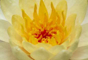 Obraz premium Close up image of yellow waterlily