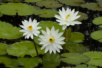 White waterlily with green leaves background