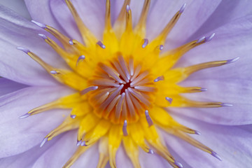 Close up of purple lotus