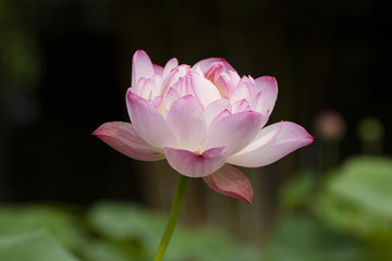 Obraz premium Pink lotus with green leaves background