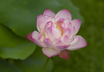 Pink lotus with green leaves background