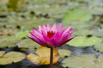 Pink waterlily flower with green leaves background