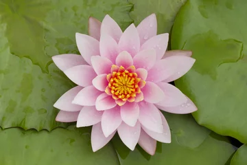 Deurstickers Lotusbloem Close-up beeld van roze waterlelie met groene bladeren achtergrond