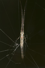 Young pond skater