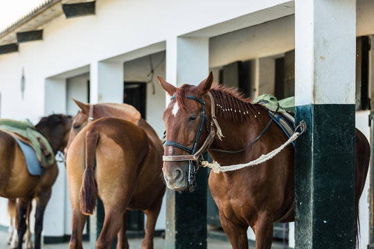 Horses in the stable