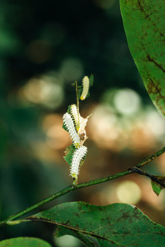 Caterpillars of Sami genus on eaten up Magnolia liliflora leaves