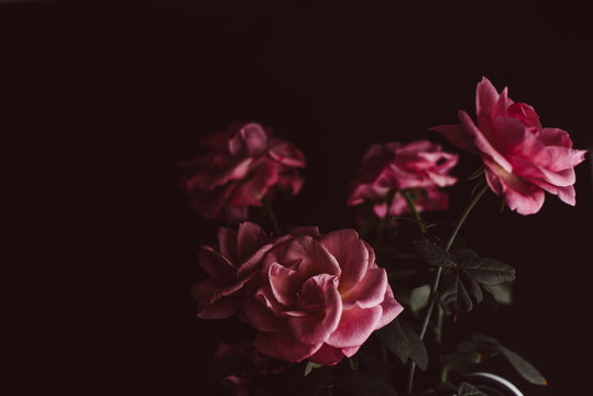 Pink roses