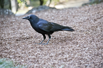 Fototapeta premium an Australian raven