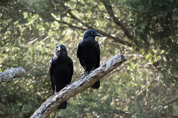 two Australian  ravens