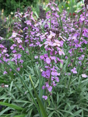 Fototapeta premium kwiat