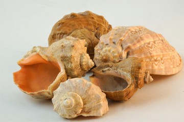 seashells, sea