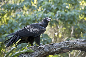 wedge tailed eagle