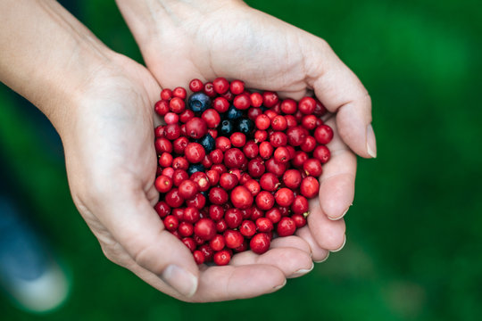 handful of lingonberries