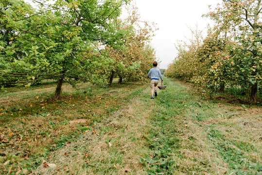 boy picking apple in orchard