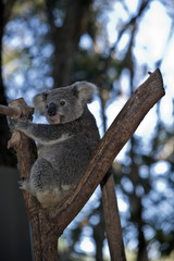 an Australian  koala