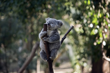 joey koala