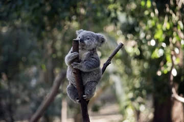 Printed kitchen splashbacks Koala joey koala