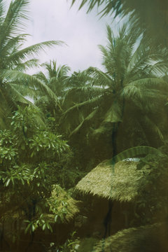 Fototapeta Jungle