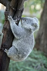 Papier Peint photo Lavable Koala a joey koala