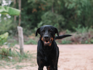 My Cute Black Dog