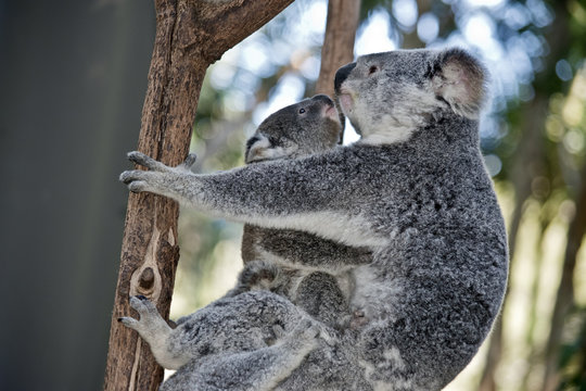 mother koala and two joeys