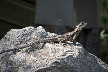 water dragon lizard
