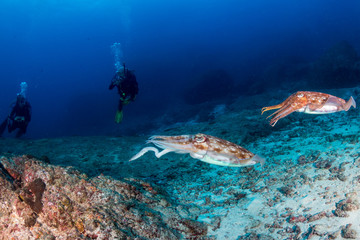 Naklejka na ściany i meble Beautiful Pharaoh Cuttlefish on a tropical coral reef in asia