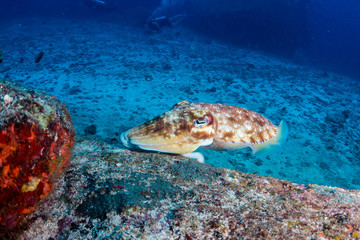 Fototapeta na wymiar Beautiful Pharaoh Cuttlefish on a tropical coral reef in asia